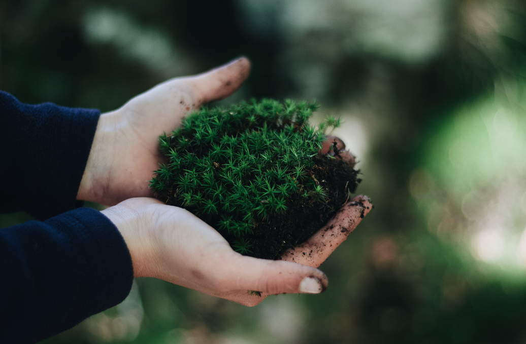 Hands holding a clump of green moss and soil representing the stewardship and environmental responsibility of Philippine CPAs for Sustainability (CPA4S)